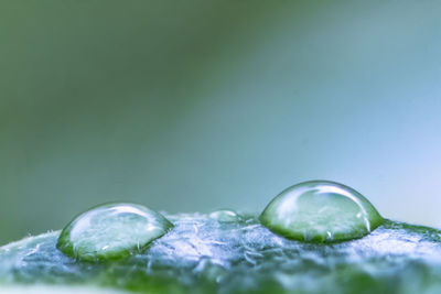 Close-up of water drops on leaf