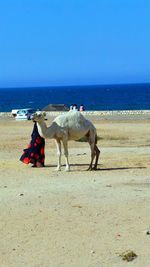 Horses on beach against clear sky