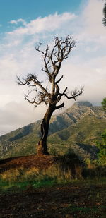 Bare tree on field against sky