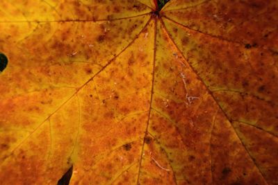 Close-up of autumn leaf