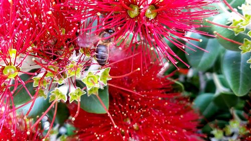 Close-up of red flower blooming outdoors