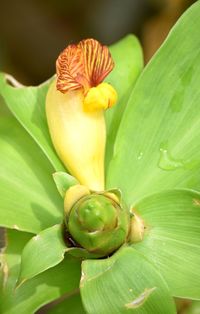 Close-up of yellow flowers blooming outdoors