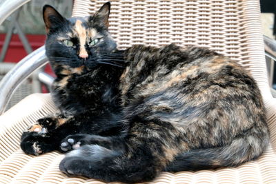 Black cat sitting on floor