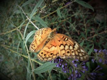 Close-up of butterfly perching on flower