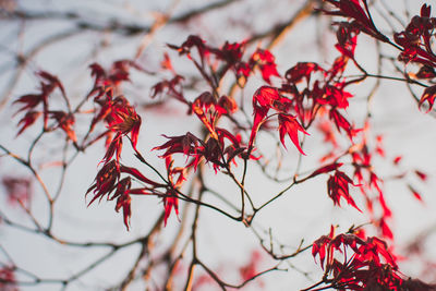 Low angle view of autumn tree