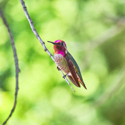 Close-up of a bird perching on plant