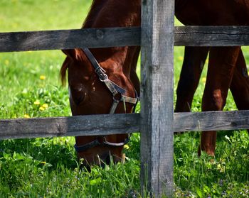 Close-up of a horse on field