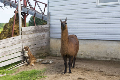 Tall llama standing in front of barn staring with imperious expression, with dog cowering nearby
