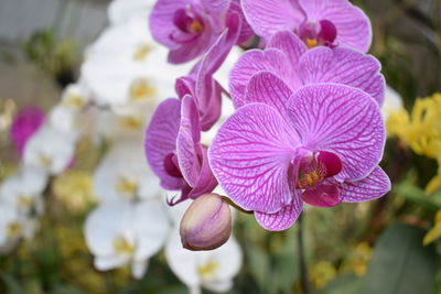 Close-up of pink flowering plant