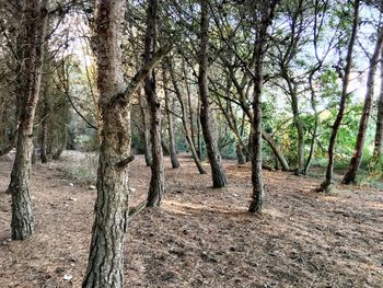 View of trees in forest