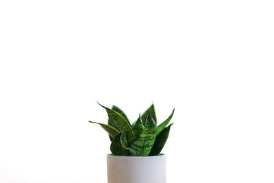 Close-up of potted plant against white background