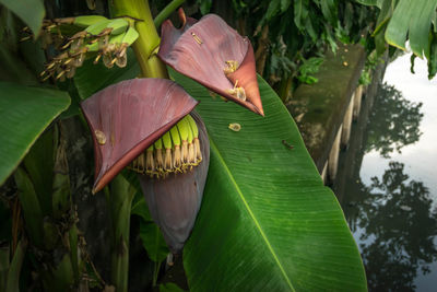 Close-up of lotus leaves