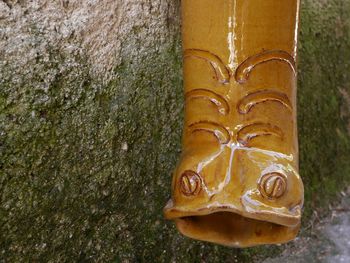 Close-up of tree trunk