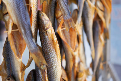 Close-up of fish for sale in market