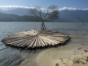 Bare tree by sea against sky