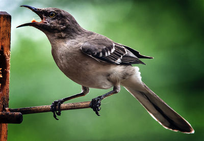 Close-up of bird perching on branch