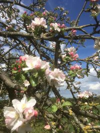 Low angle view of cherry blossoms in spring