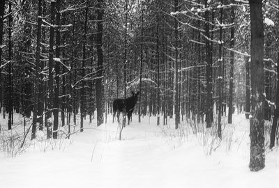 Bare trees in forest during winter