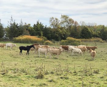 Horses grazing in a field