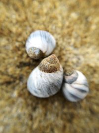 Close-up of snail on beach