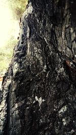 Close-up of tree trunk