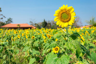 Close-up of sunflowers blooming in field against sky