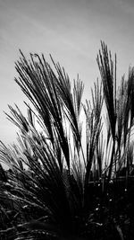 Close-up of stalks in field against sky