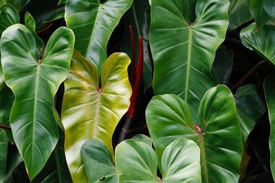 Close-up of green leaves on plant