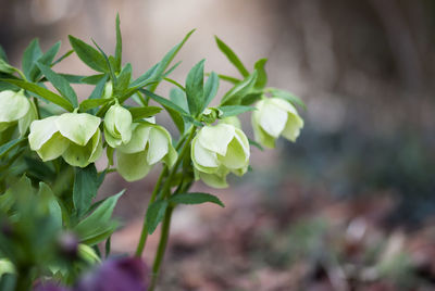 Close-up of flowers blooming outdoors