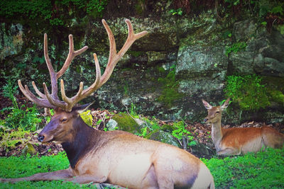 Deer in a forest