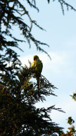 Low angle view of bird perching on tree against sky