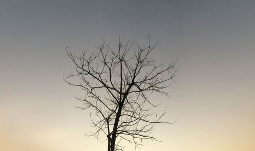 Low angle view of bare tree against clear sky