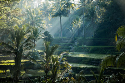 Palm trees in forest