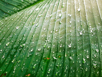 Full frame shot of wet leaf