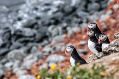 Birds perching on rock