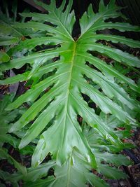 Close-up of green plant