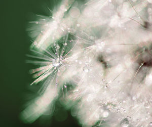 Close-up of raindrops on dandelion
