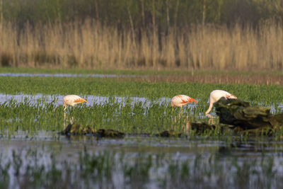View of birds in lake