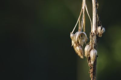 Close-up of dry plant hanging outdoors