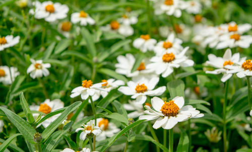 Close-up of white daisy flowers on field