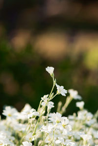 Close-up of white flowering plant on field