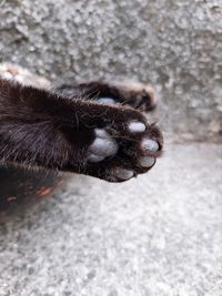 High angle view of a dog