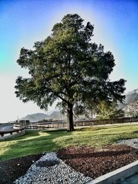 Trees by sea against sky