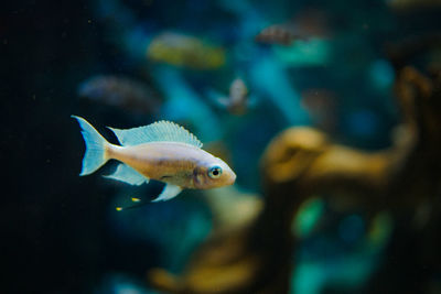 Close-up of fish swimming in sea