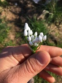 Close-up of hand holding flower