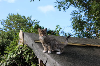 Low angle view of a cat sitting on tree