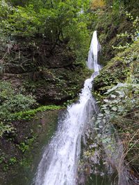 Scenic view of waterfall in forest