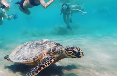 Turtle swimming in sea