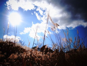 Low angle view of plants against sky