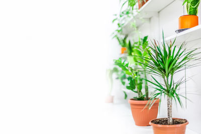 Close-up of potted plant against white background